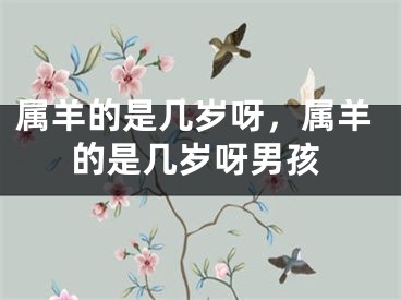 属羊的是几岁呀，属羊的是几岁呀男孩
