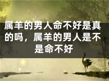 属羊的男人命不好是真的吗，属羊的男人是不是命不好