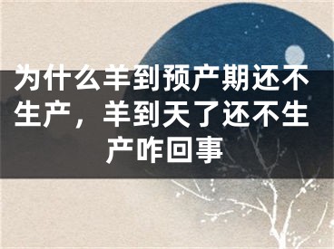 为什么羊到预产期还不生产,羊到天了还不生产咋回事