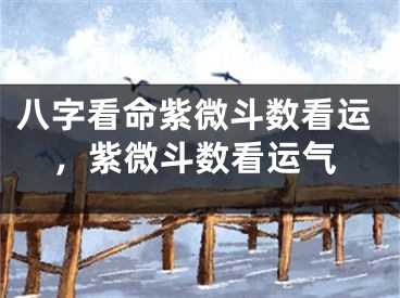 八字看命紫微斗数看运，紫微斗数看运气