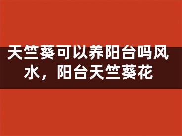 天竺葵可以养阳台吗风水，阳台天竺葵花