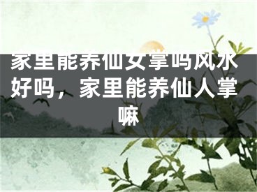 家里能养仙女掌吗风水好吗,家里能养仙人掌嘛