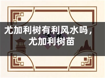 尤加利树有利风水吗，尤加利树苗