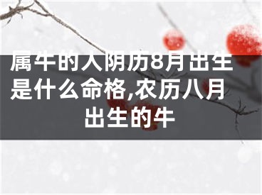 属牛的人阴历8月出生是什么命格,农历八月出生的牛