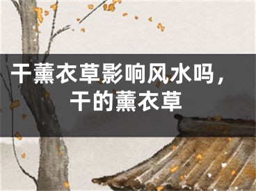 干薰衣草影响风水吗，干的薰衣草
