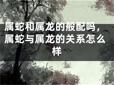 属蛇和属龙的般配吗,属蛇与属龙的关系怎么样