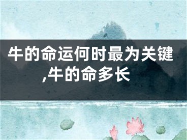 牛的命运何时最为关键,牛的命多长