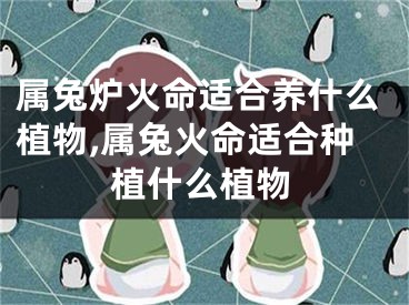 属兔炉火命适合养什么植物,属兔火命适合种植什么植物