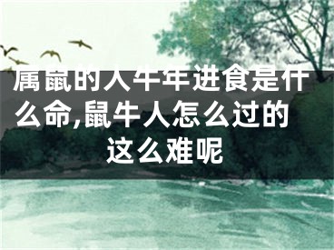 属鼠的人牛年进食是什么命,鼠牛人怎么过的这么难呢