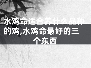 水鸡命适合养什么品种的鸡,水鸡命最好的三个东西