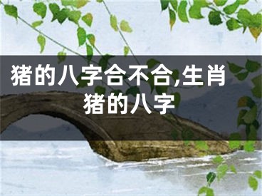 猪的八字合不合,生肖猪的八字