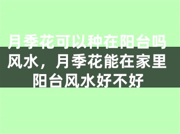 月季花可以种在阳台吗风水，月季花能在家里阳台风水好不好