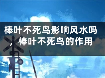 棒叶不死鸟影响风水吗，棒叶不死鸟的作用