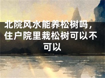 北院风水能养松树吗，住户院里栽松树可以不可以