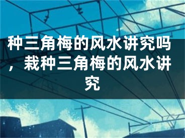 种三角梅的风水讲究吗，栽种三角梅的风水讲究