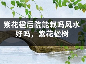 紫花楹后院能栽吗风水好吗,紫花楹树