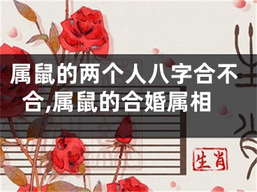 属鼠的两个人八字合不合,属鼠的合婚属相