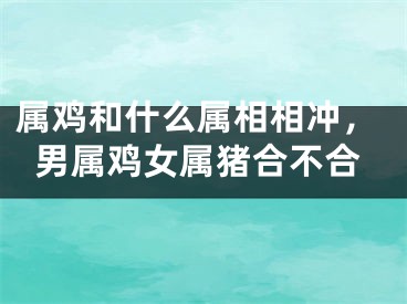属鸡和什么属相相冲，男属鸡女属猪合不合