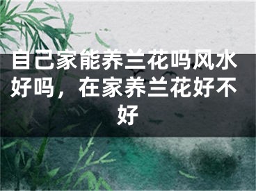 自己家能养兰花吗风水好吗,在家养兰花好不好