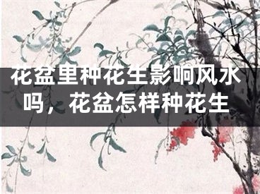 花盆里种花生影响风水吗，花盆怎样种花生