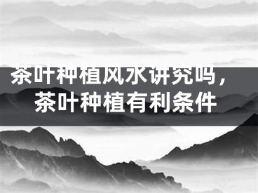 茶叶种植风水讲究吗,茶叶种植有利条件