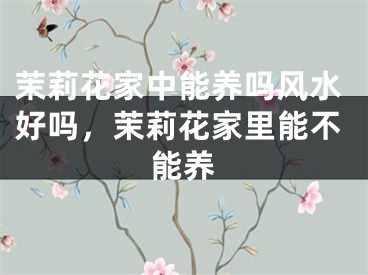 茉莉花家中能养吗风水好吗,茉莉花家里能不能养