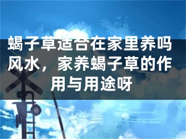 蝎子草适合在家里养吗风水，家养蝎子草的作用与用途呀