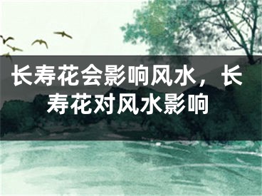 长寿花会影响风水,长寿花对风水影响