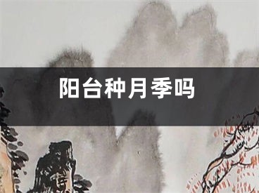 阳台种月季吗