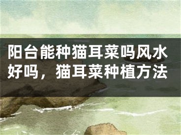 阳台能种猫耳菜吗风水好吗,猫耳菜种植方法