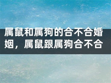 属鼠和属狗的合不合婚姻，属鼠跟属狗合不合
