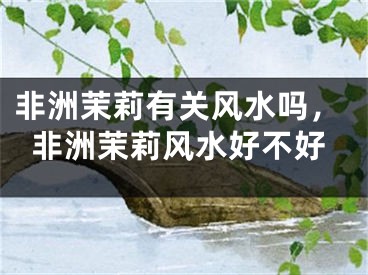 非洲茉莉有关风水吗,非洲茉莉风水好不好