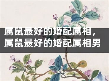 属鼠最好的婚配属相,属鼠最好的婚配属相男