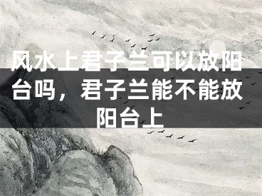 风水上君子兰可以放阳台吗，君子兰能不能放阳台上