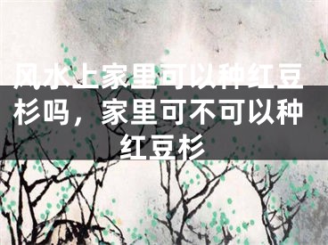 风水上家里可以种红豆杉吗,家里可不可以种红豆杉