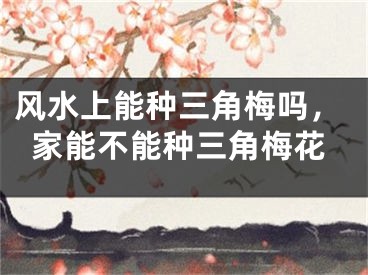 风水上能种三角梅吗,家能不能种三角梅花