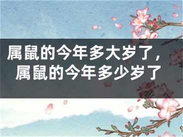 属鼠的今年多大岁了,属鼠的今年多少岁了