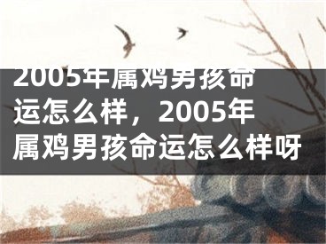 2005年属鸡男孩命运怎么样，2005年属鸡男孩命运怎么样呀