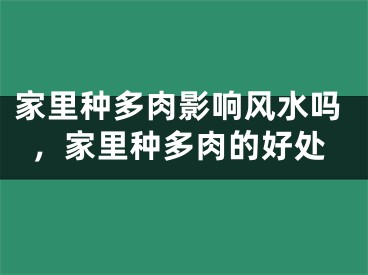 家里种多肉影响风水吗，家里种多肉的好处