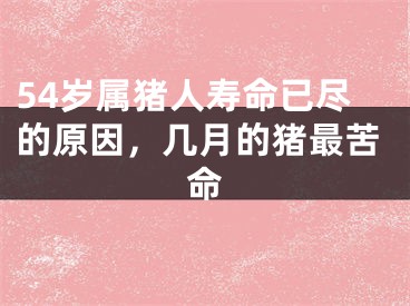 54岁属猪人寿命已尽的原因，几月的猪最苦命
