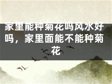 家里能种菊花吗风水好吗，家里面能不能种菊花