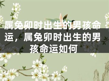 属兔卯时出生的男孩命运，属兔卯时出生的男孩命运如何