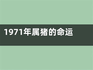 1971年属猪的命运