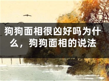 狗狗面相很凶好吗为什么,狗狗面相的说法