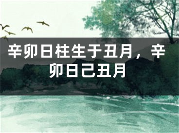 辛卯日柱生于丑月，辛卯日己丑月