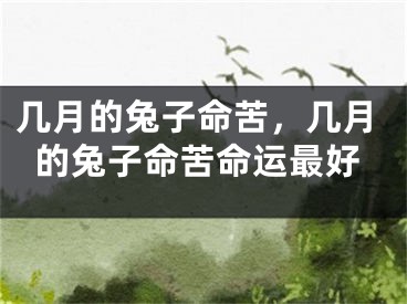 几月的兔子命苦,几月的兔子命苦命运最好