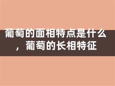 葡萄的面相特点是什么,葡萄的长相特征
