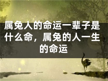属兔人的命运一辈子是什么命,属兔的人一生的命运