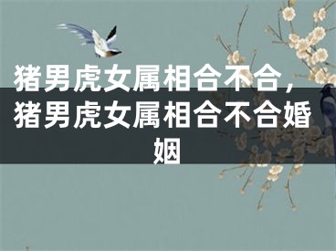 猪男虎女属相合不合，猪男虎女属相合不合婚姻