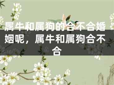 属牛和属狗的合不合婚姻呢,属牛和属狗合不合